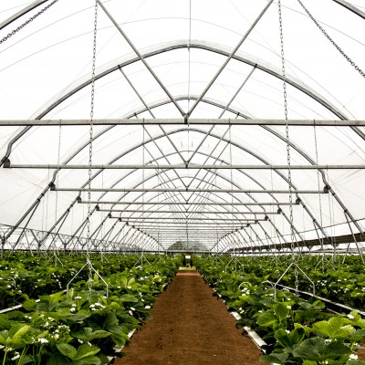 Автоматизированная туннельная теплица EZvent. Выращивание малины. Выращивание ежевики. Выращивание клубники. Выращивание черники.